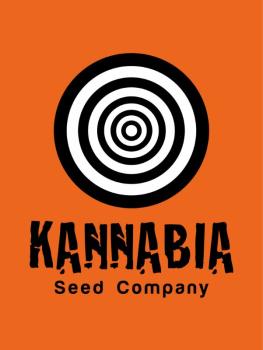 Samen 3+1 Lemon Haze Automatik Kannabia